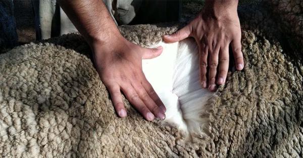 Isolant : La laine de mouton, alternative écologique pour l'isolation -  Écohabitation